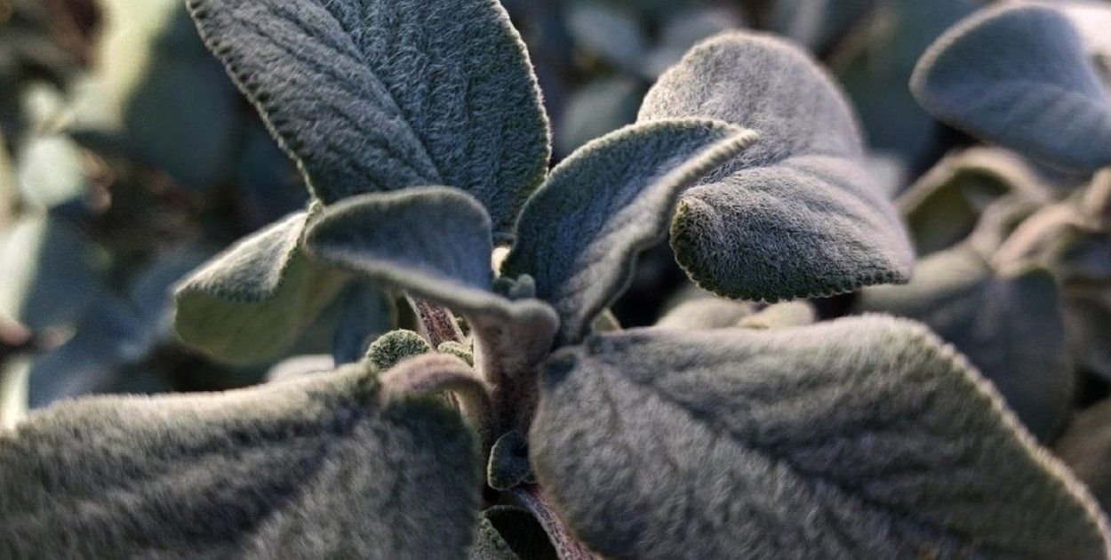 Uwaga, wracają przymrozki, temperatura spadnie nawet do -8°C