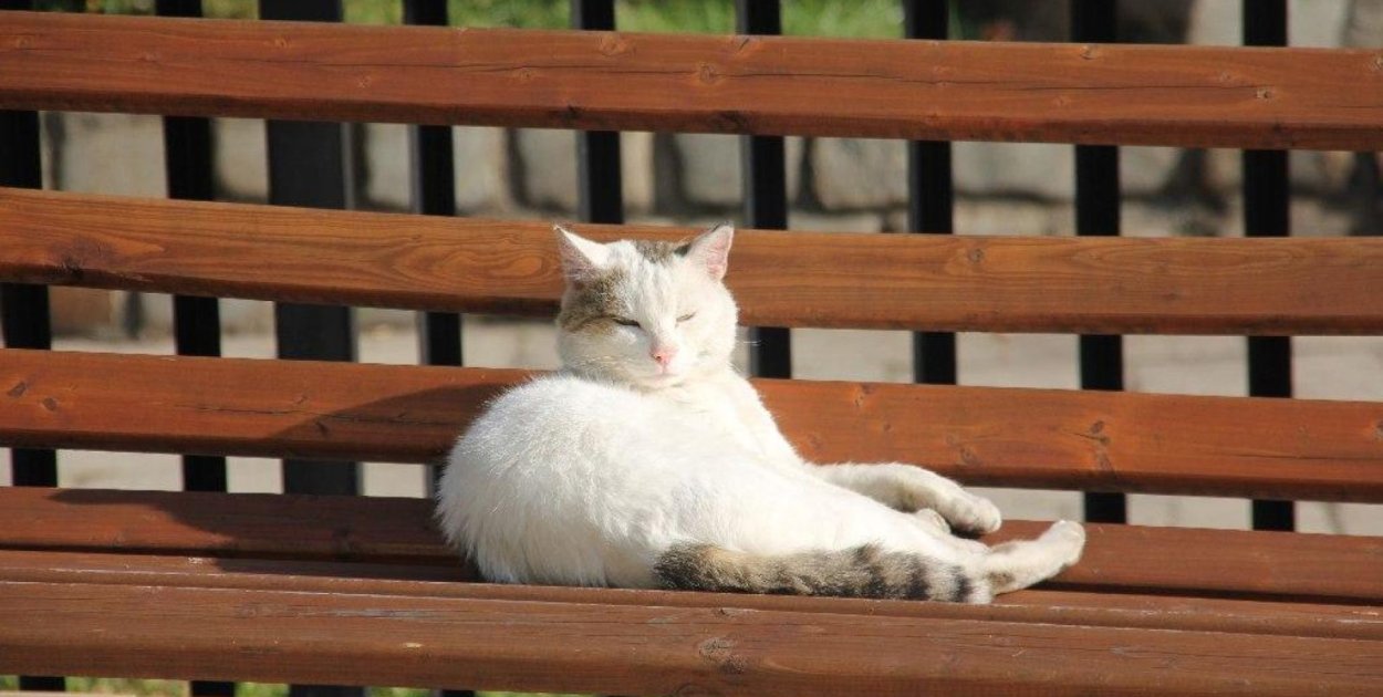 Mieszkańcy gminy Kunice mogą skorzystać z darmowej kastracji zwierząt