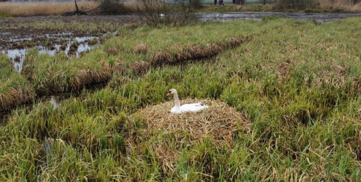 „Rzeź wraca?”. Tama znów  jest niszczona, ptaki zagrożone