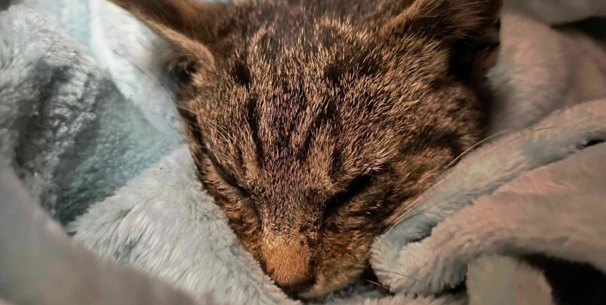 Ratują koty, ale pieniędzy zaczyna brakować. Ruszyła zbiórka TOZ