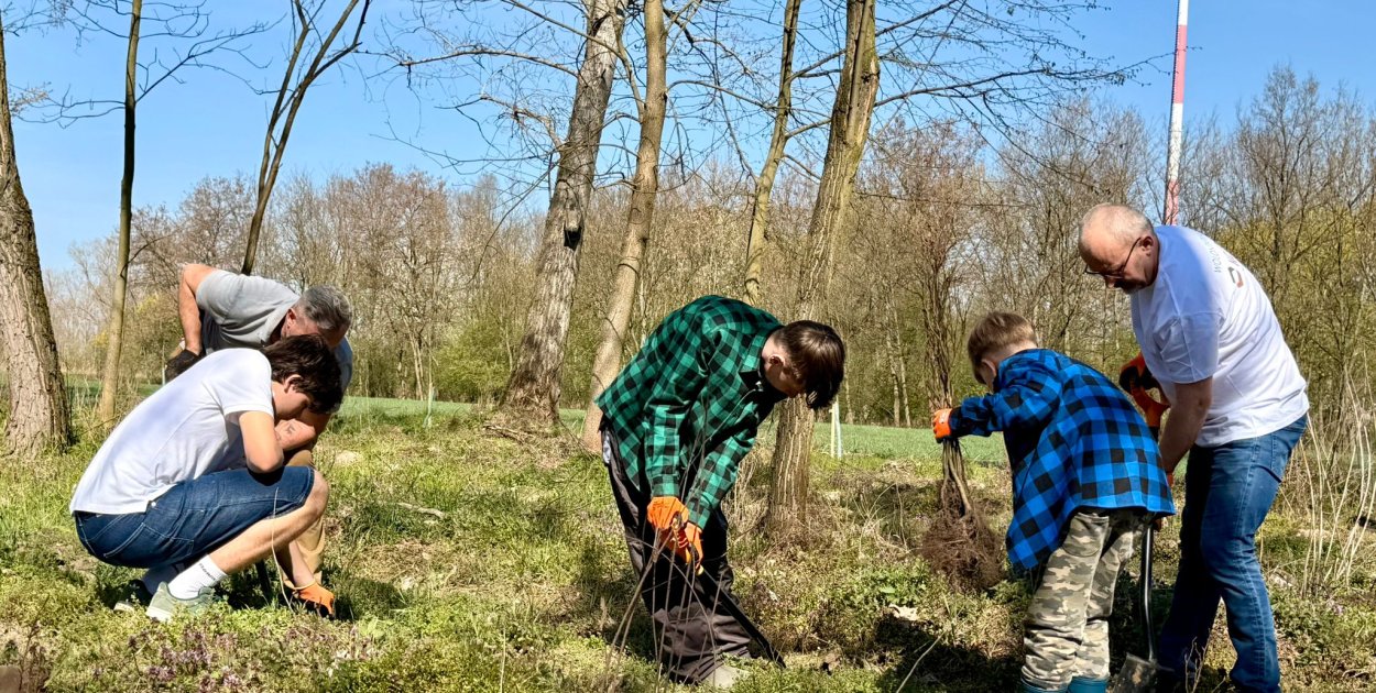 Nowe nasadzenia przy hucie. Dęby i buki zamiast topoli