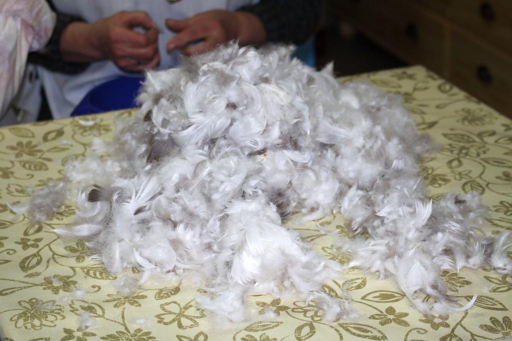 Darcie pierza w Krotoszycach- FOTO:Wojciech Obremski (lca.pl)