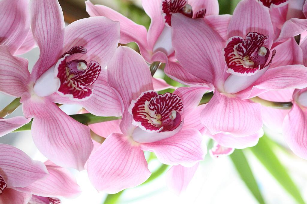 Studio Kwiatów NATURA- FOTO:Wojciech Obremski (lca.pl)