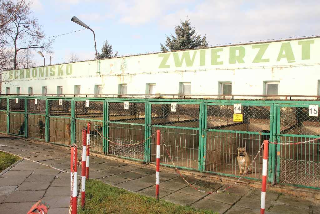 Schronisko dla zwierząt- FOTO:Wojciech Obremski (lca.pl)